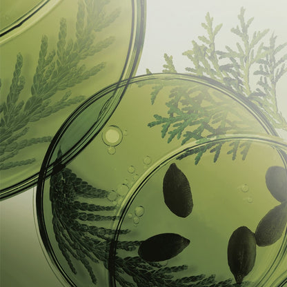 [Ryo] Volumizing Scalp Shampoo with Soft Herbal Lather – 353mL Double Pack